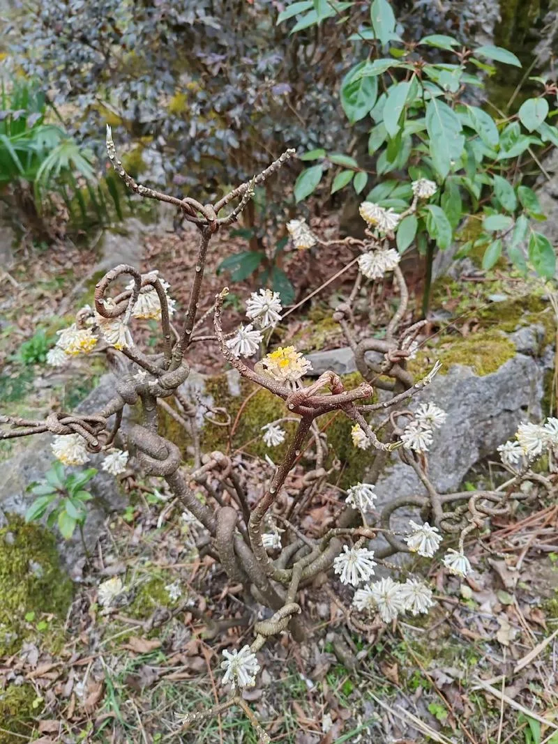 做梦梦到花菜_1