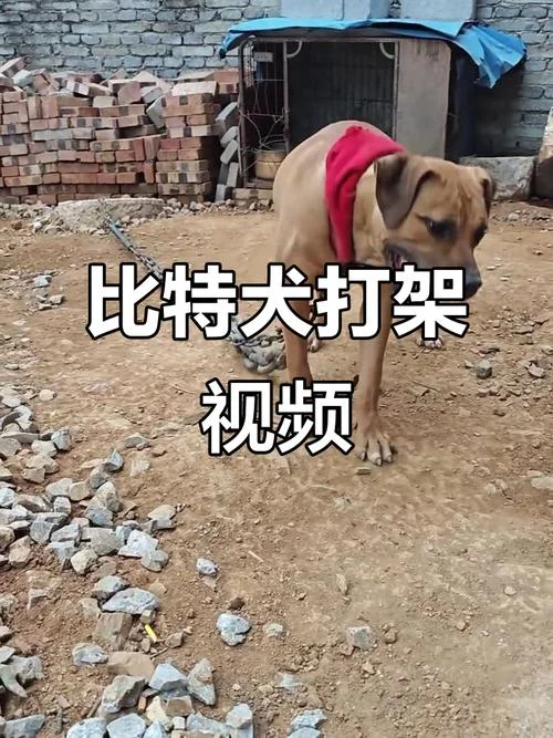 梦见自己徒手和狗搏斗_2