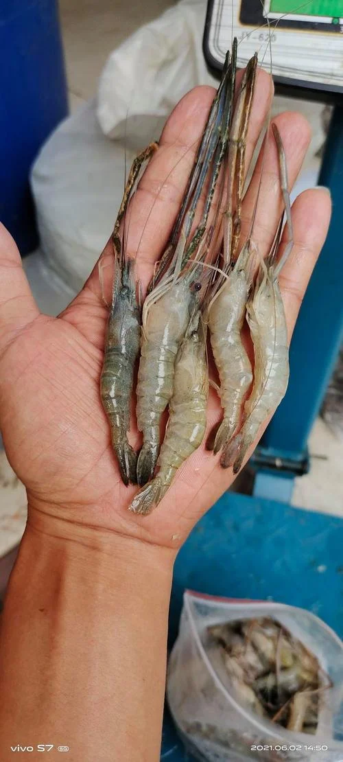 养殖河虾一亩利润多少_2