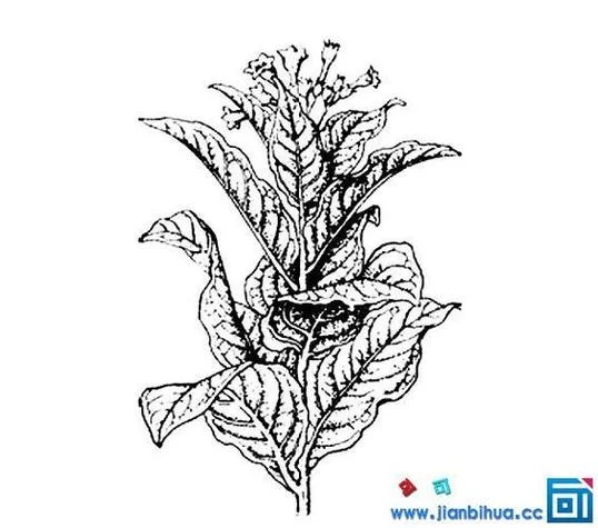 蓬莱叶简笔画_2