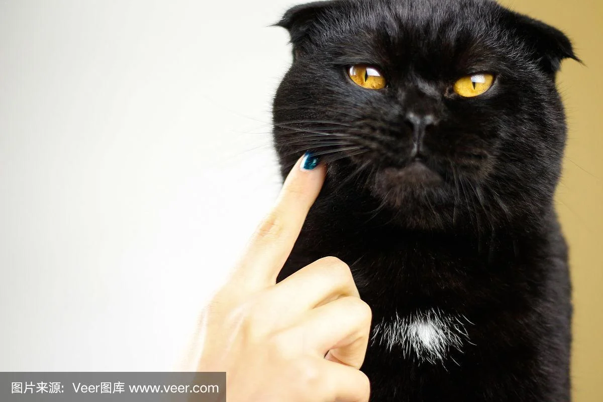 女人梦到被黑猫咬到手-女人梦见黑猫咬手