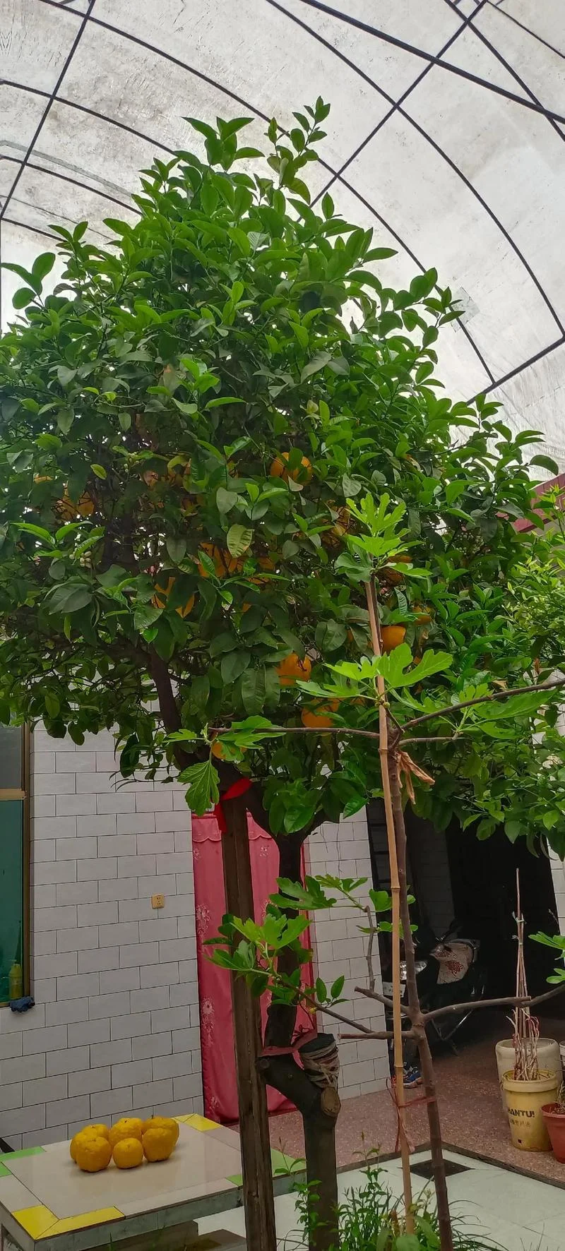 香橼树简介-香橼树简介
