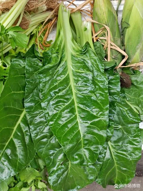 莙荙菜的学名叫什么_2