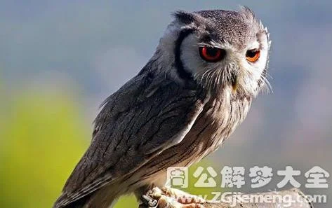 梦见解救-梦见解救