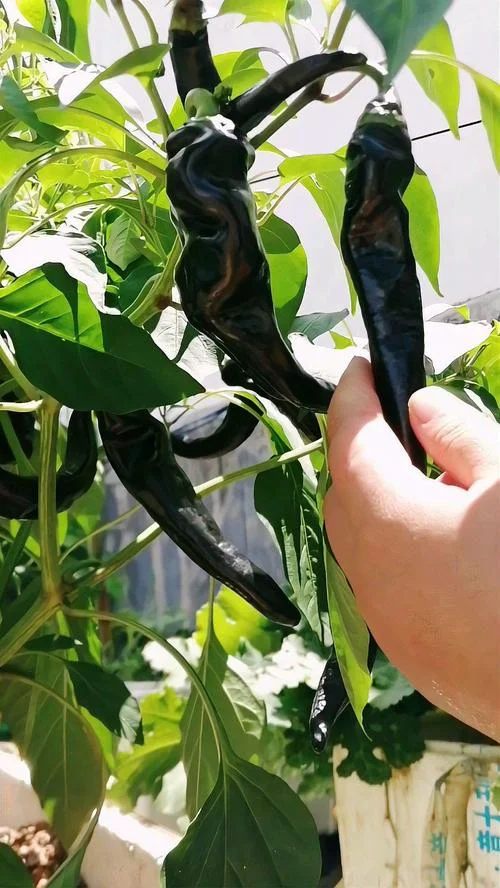 梦见栽菜是什么意思呢-梦见栽菜含义