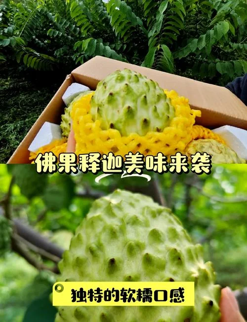 黄色释迦果叫什么_2