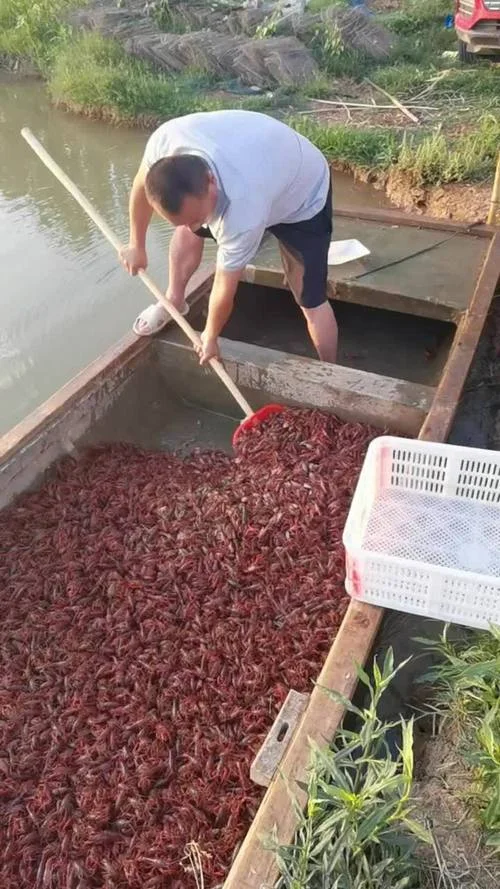 养一百亩龙虾利润多少_1
