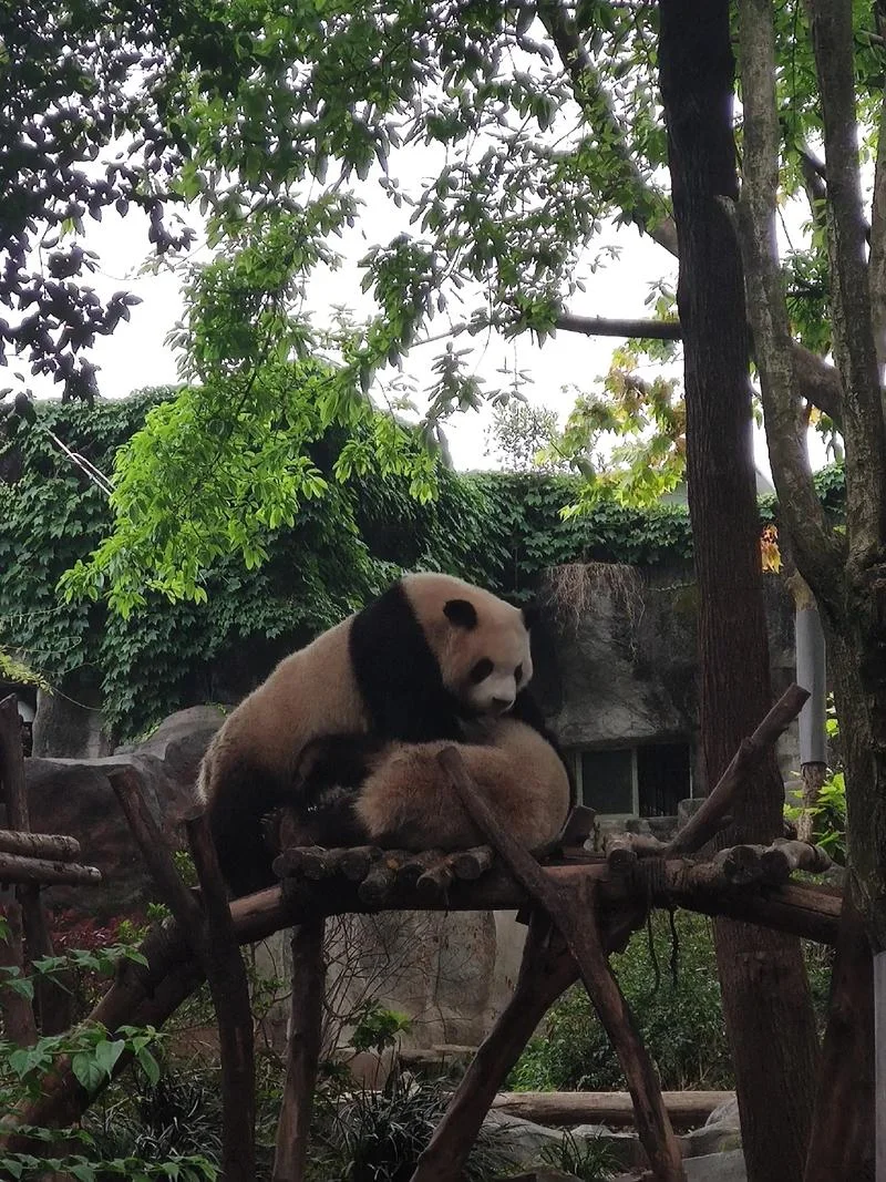 熊人族无所畏惧出自哪_1