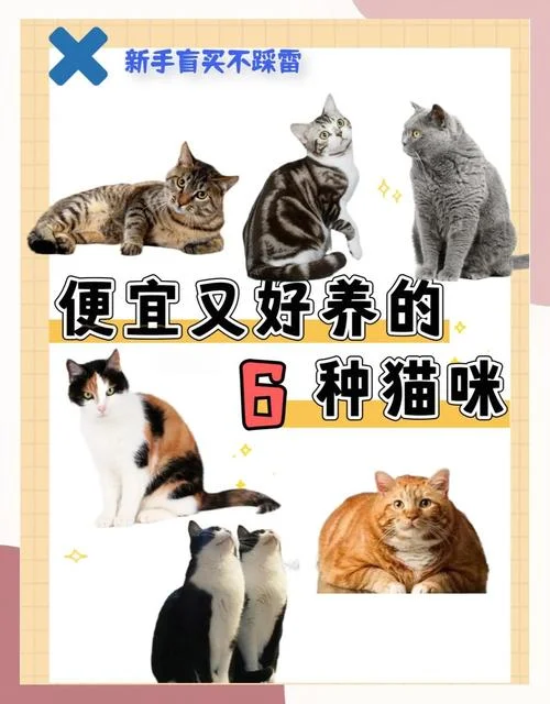 家猫买什么种类_1