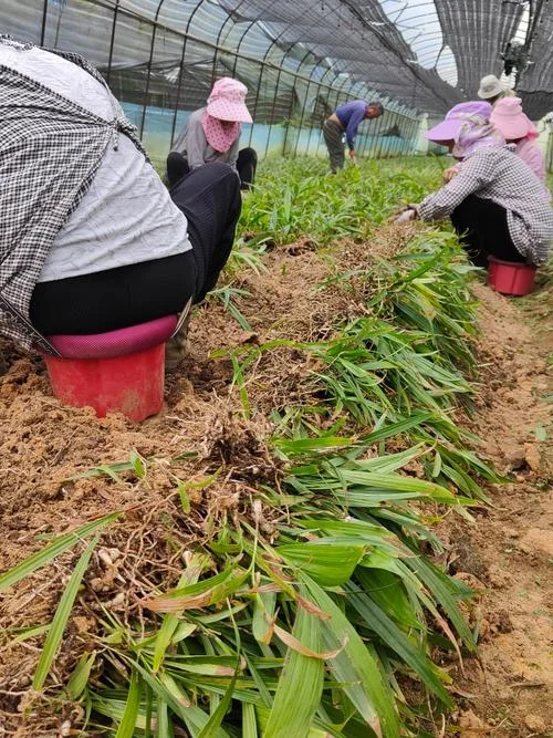 一亩白芨种多少苗_2