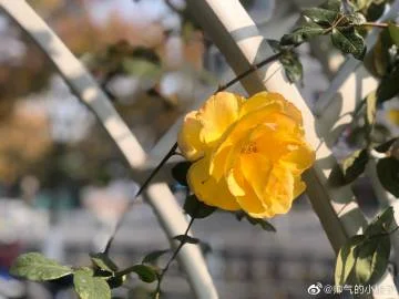 白落梅最近微博说说_2