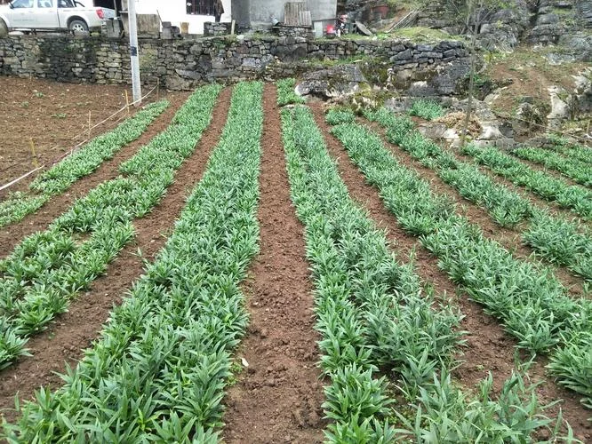 种药材一亩地能赚多少_2