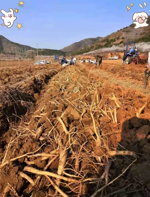 种桔梗一亩地多少钱_2