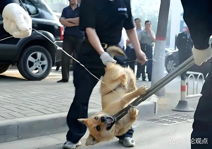 梦见打死狗有什么预兆-梦见打死狗预示什么