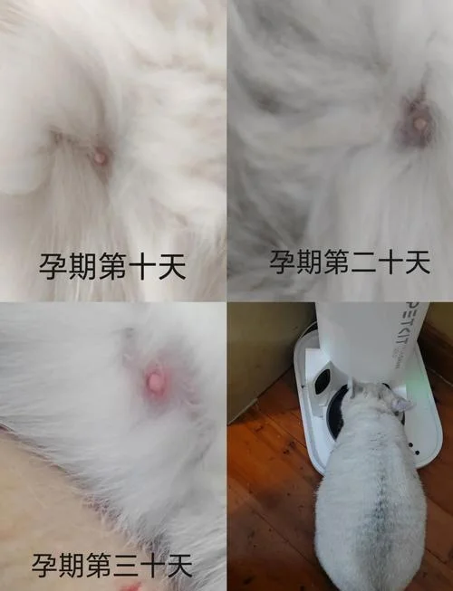 孕妇梦见猫咬小孩-孕妇梦猫咬小孩