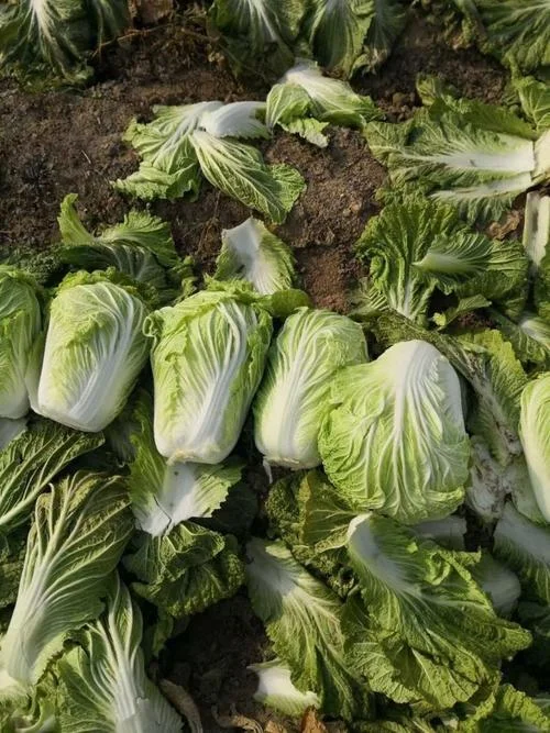 大白菜一亩地能产多少斤_1