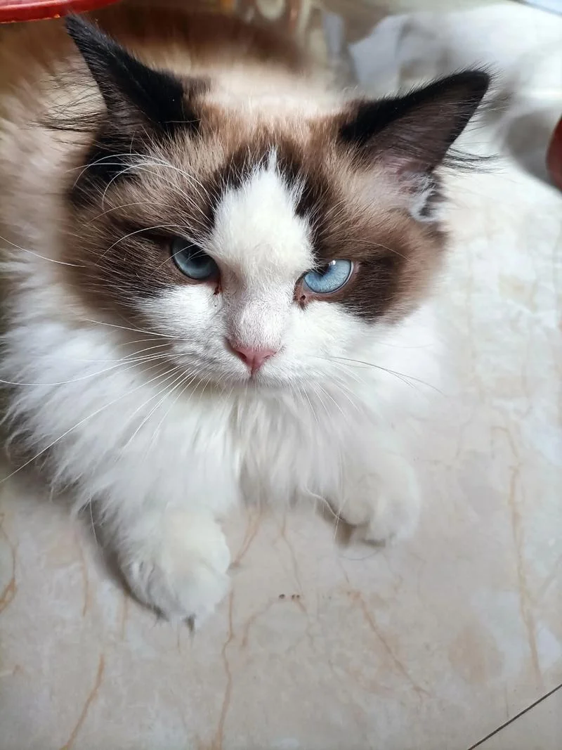 梦见猫挠人_1