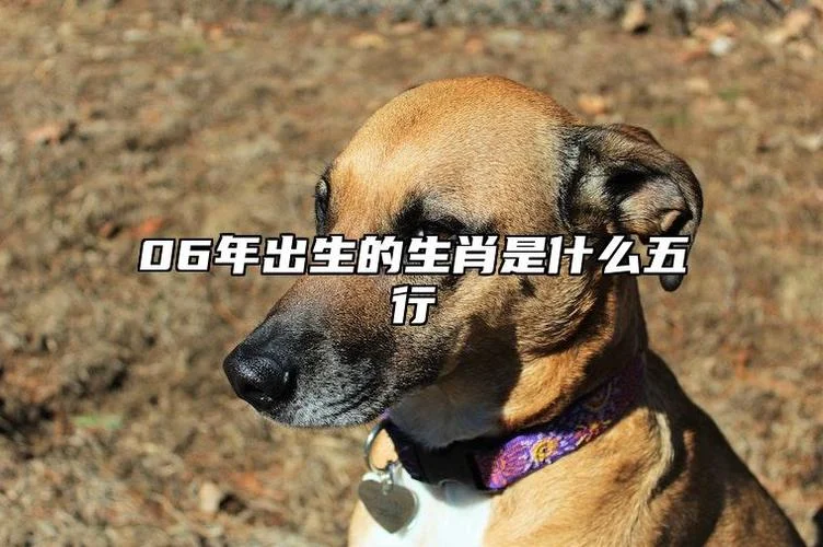 06属相_2