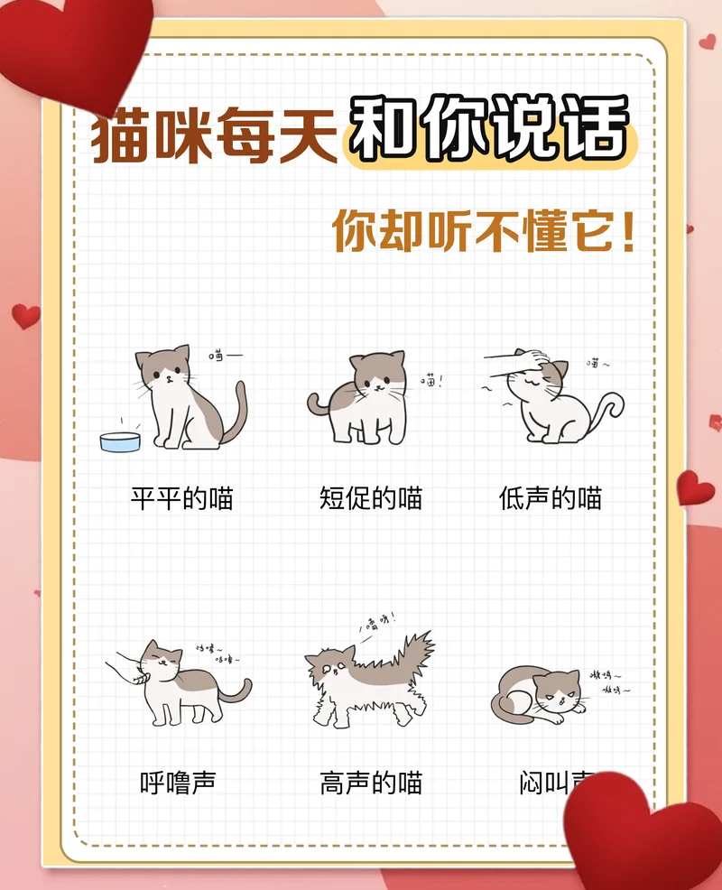 听杰伦歌的猫叫什么_1