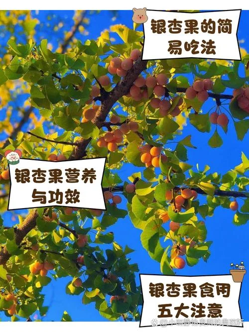 银杏果几月成熟-9 月成熟