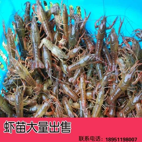 小龙虾养殖平均一亩投放多少尾虾苗最合适_2