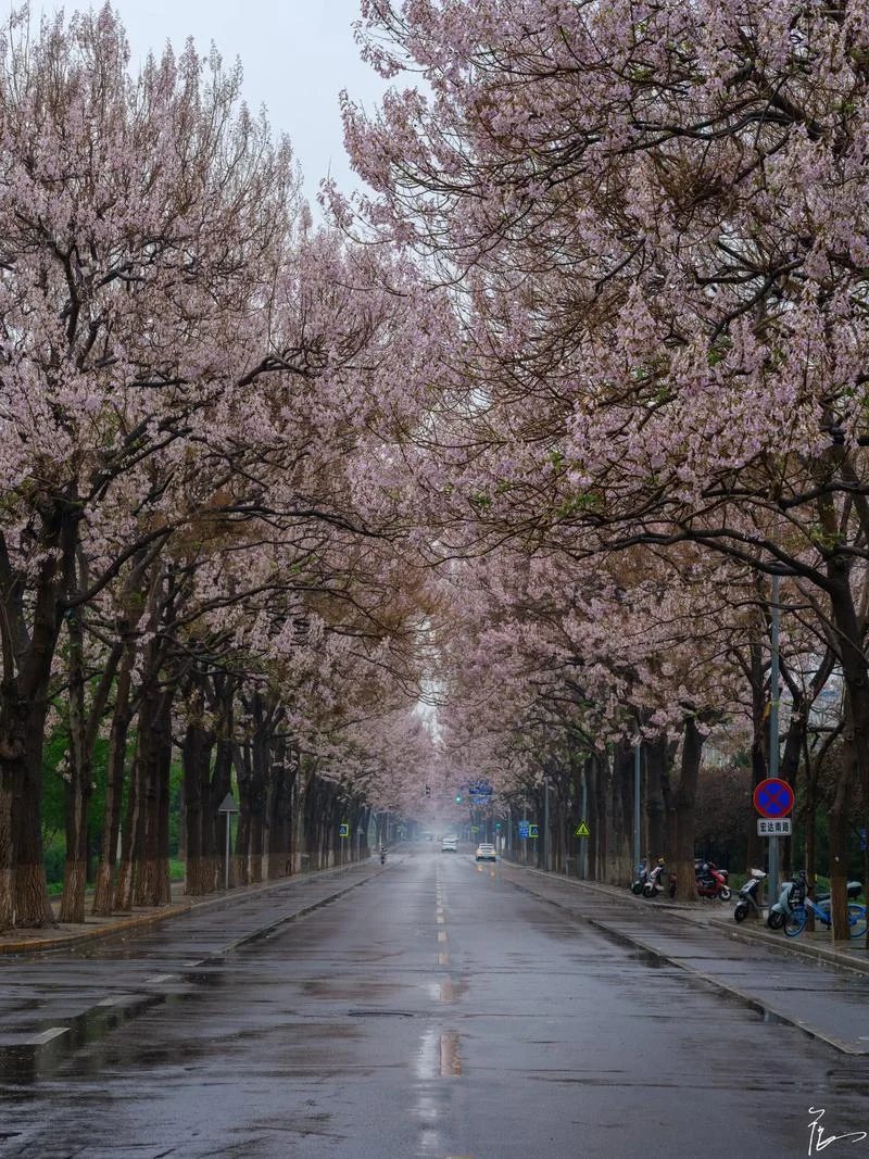 泡桐花的作者是谁_1