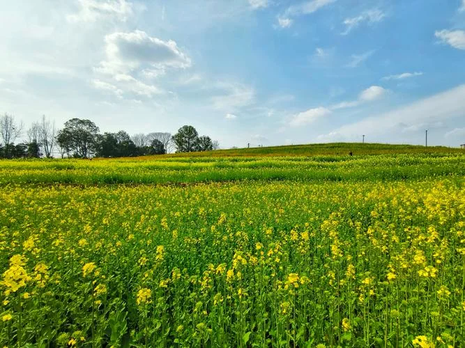 成都油菜花景点在哪里_1