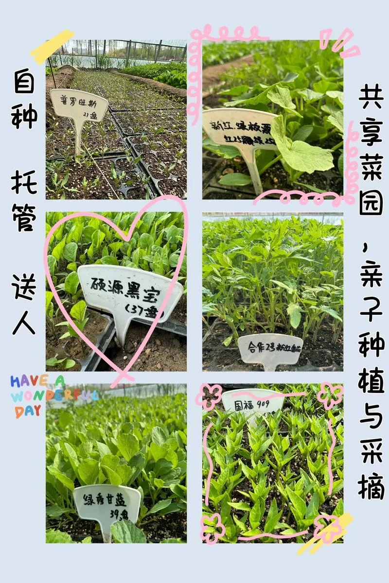 给蔬菜店起名_1
