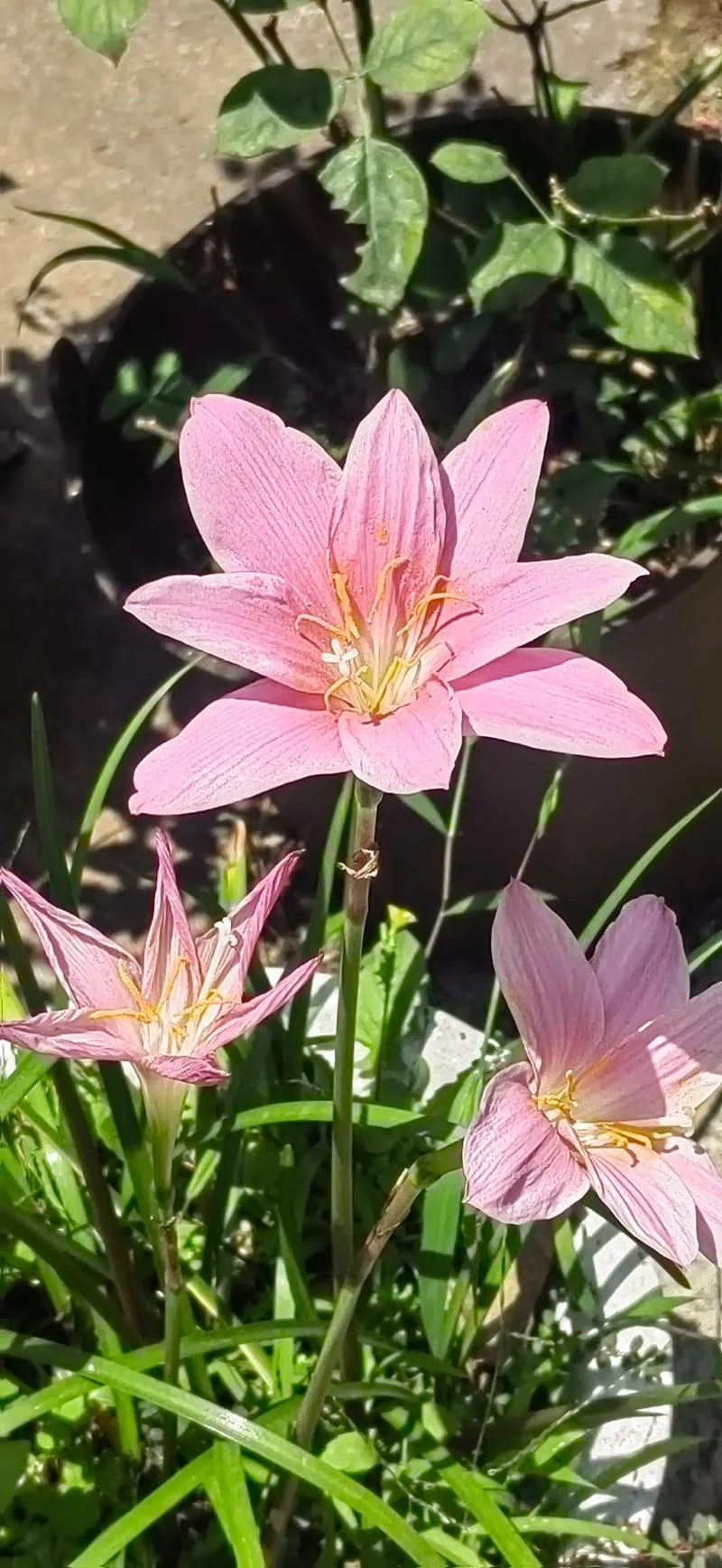 女人梦见看到韭菜花_2