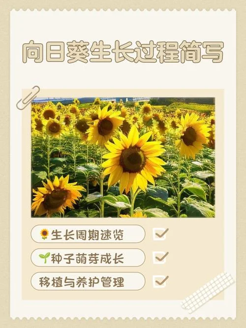 向日葵的作者和出处-向日葵作者及出处
