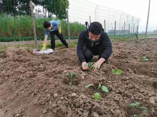 梦到种菜-梦见在田里种菜