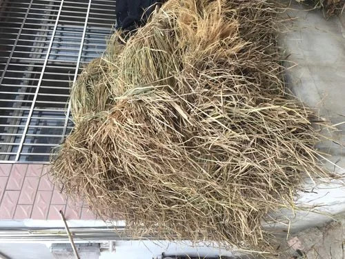 女人梦见 干稻草_2