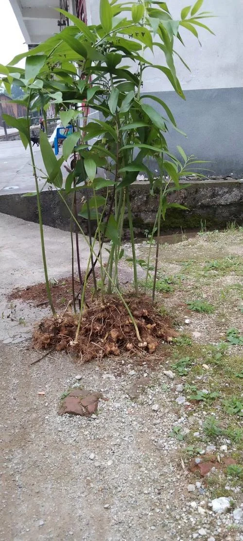 黄精种植一亩多少投资_2