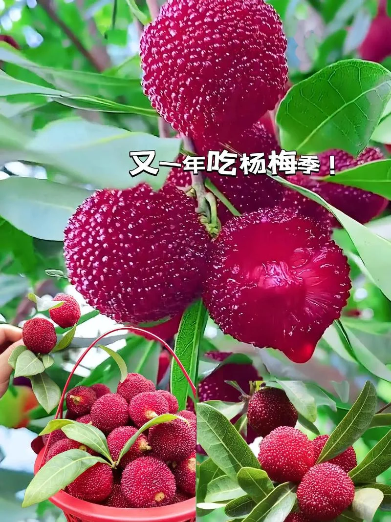 梦见偷摘杨梅吃-梦摘杨梅