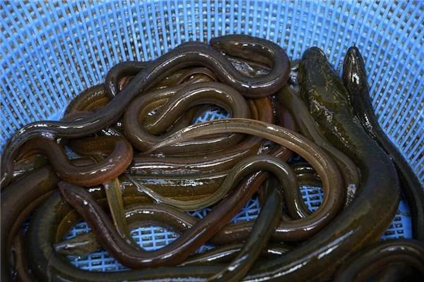 梦见黄鳝从腿长出来_2