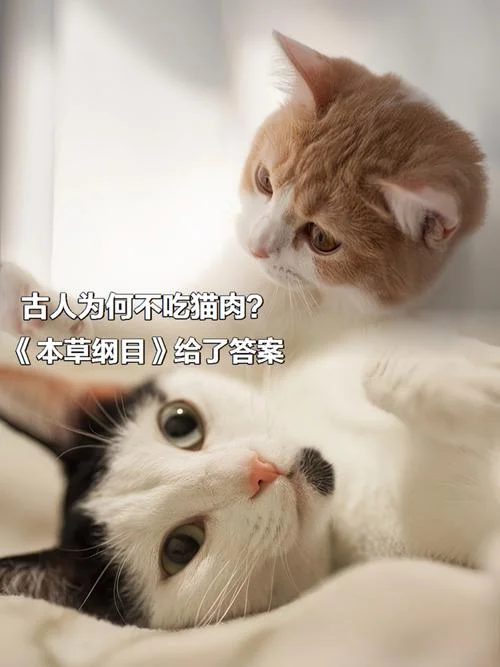 梦到吃猫肉-梦见食用猫肉