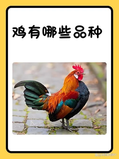 鸡是哪一年-10 年前