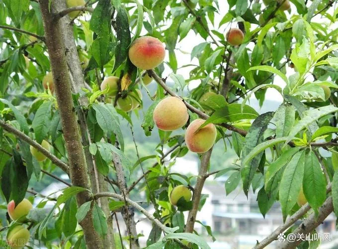 梦见桃树是什么意思啊-梦见桃树寓意解析