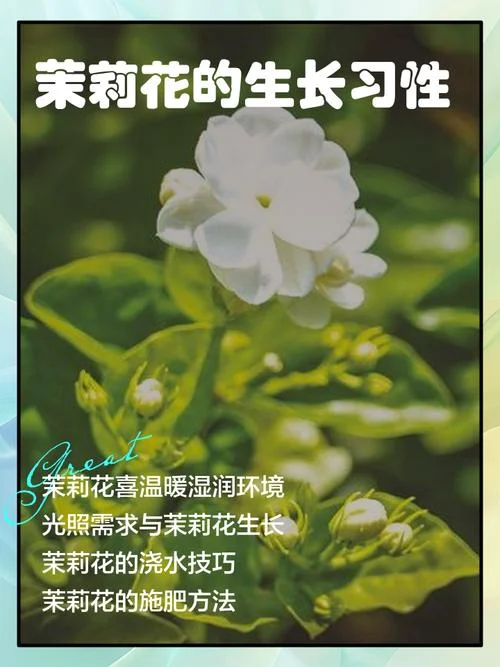 茉莉花花期是几月_1