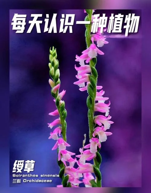 绶草一株值多少钱-绶草一株多少钱