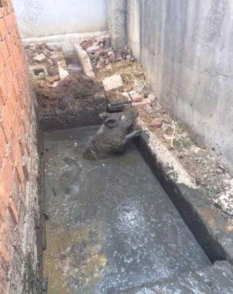 梦见厕所积水满了_2