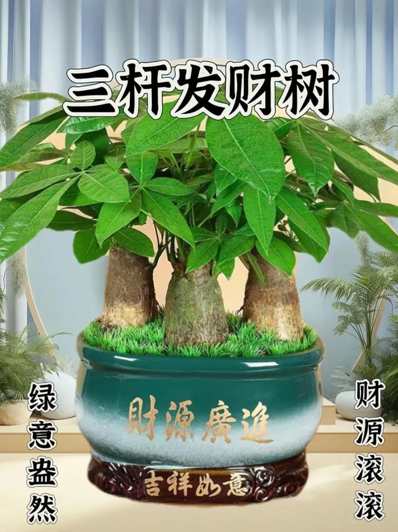 发财树别名叫什么名字_2