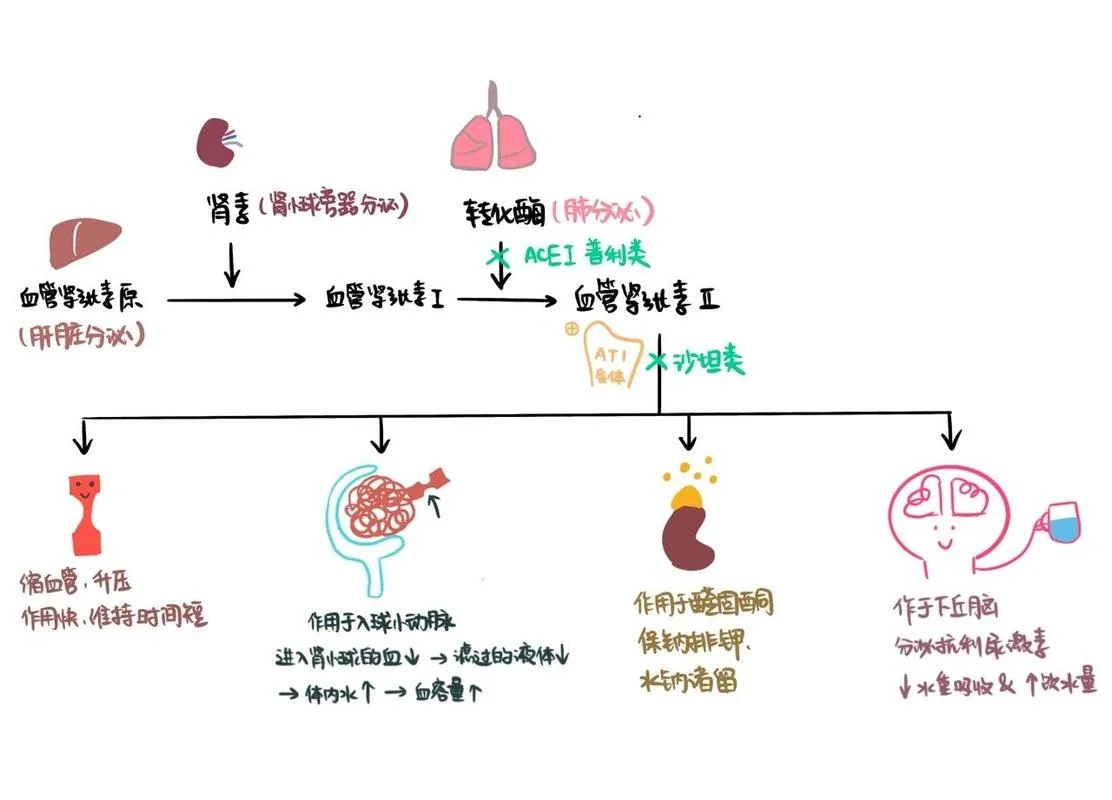 肌松药的作用原理_1