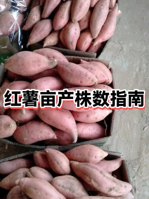 种红薯一亩能赚多少钱_1