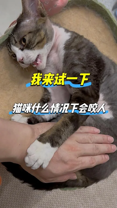 梦到猫咪咬人代表什么_2