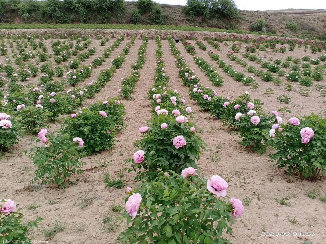 牡丹一亩地种植多少株_1