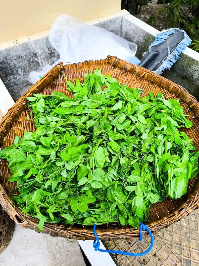 豌豆尖在广东叫什么_1