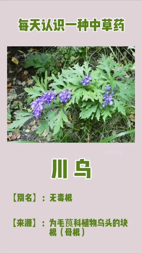 制川乌又叫什么_1