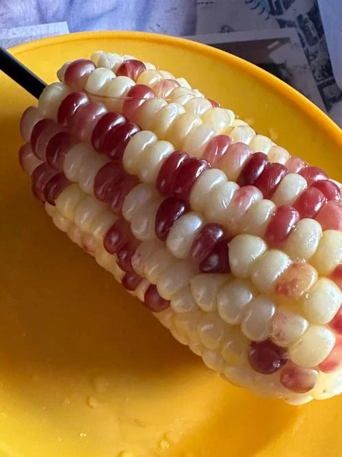 梦见烧玉米棒子吃_1