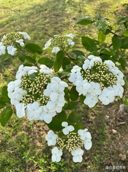 琼花名称叫什么_2